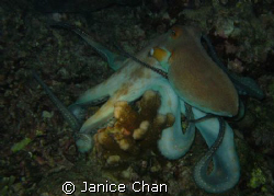 Octopus shot during a sunset dive in Similan Island.  by Janice Chan 